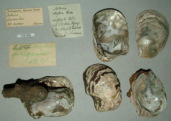 specimen