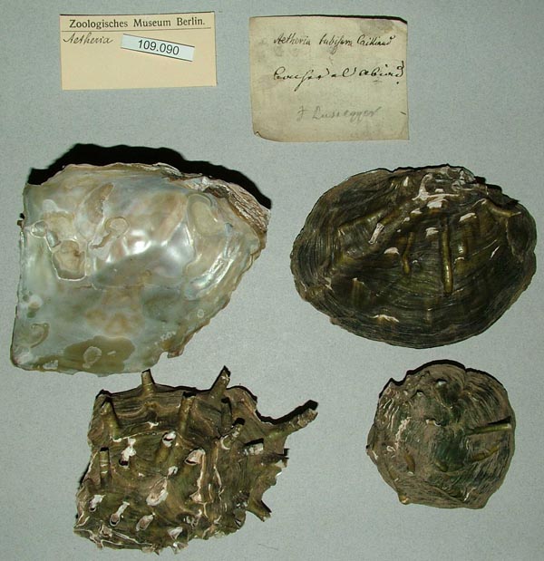 specimen