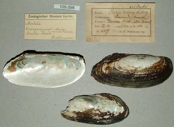 specimen