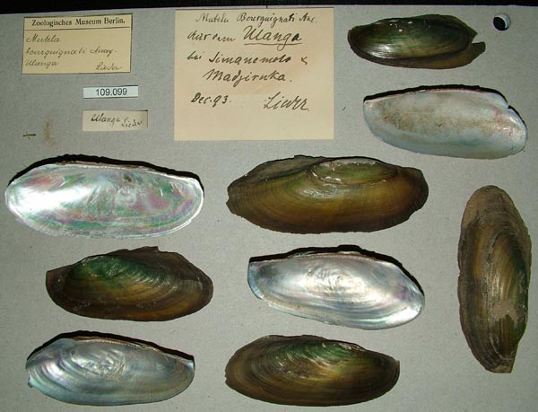 specimen