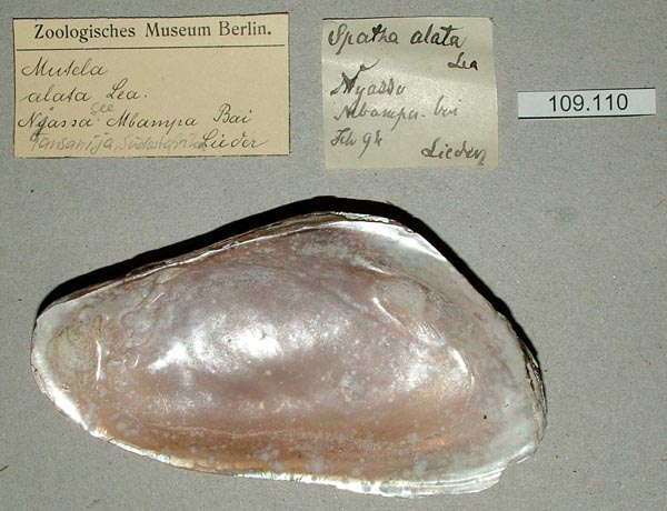 specimen