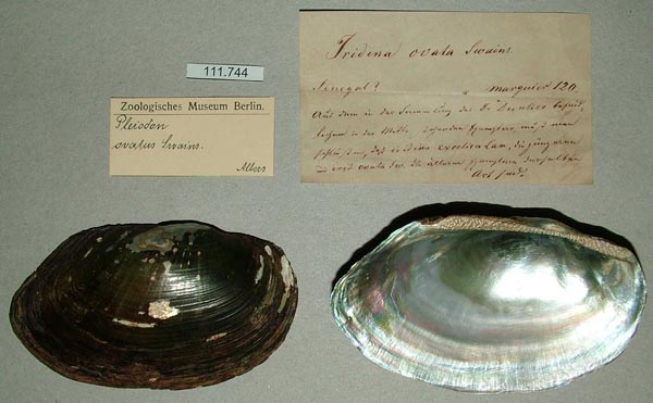 specimen