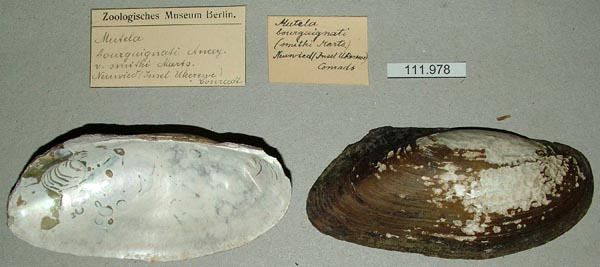 specimen