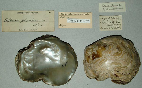 specimen