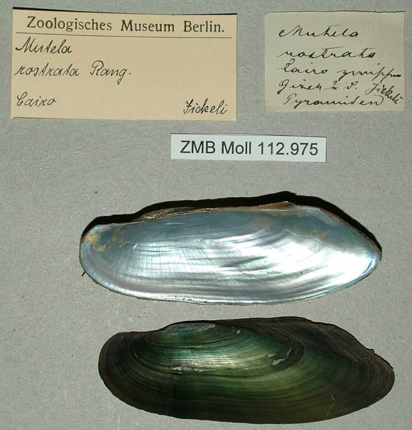 specimen