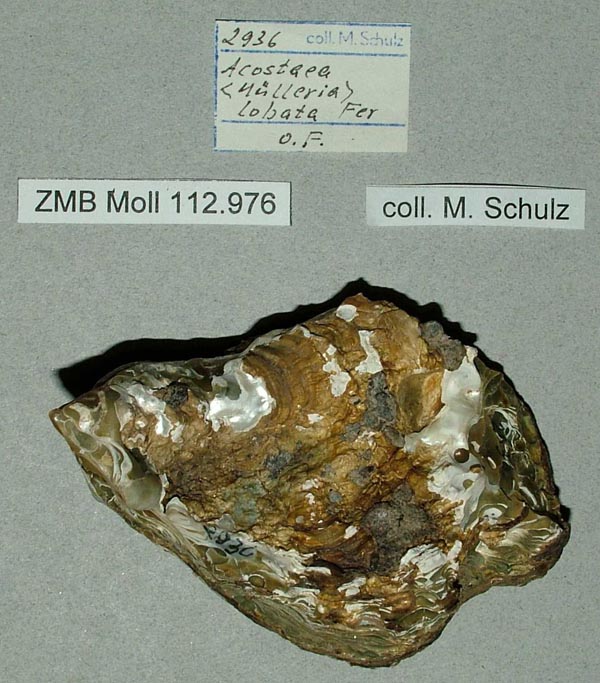 specimen