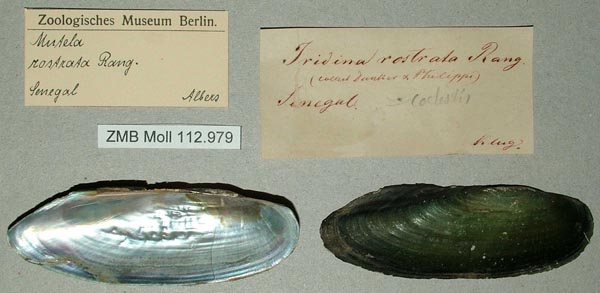 specimen