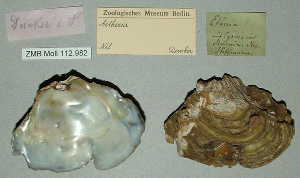specimen