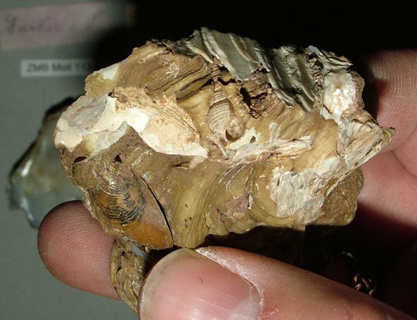 specimen