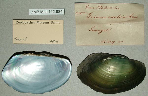 specimen