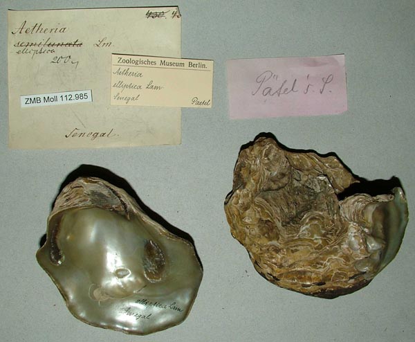 specimen