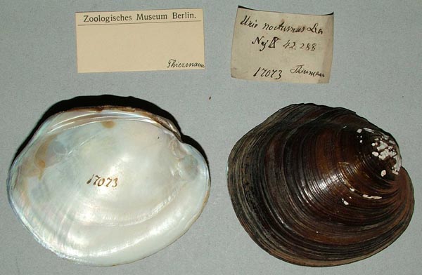 image of lot ZMB_17073