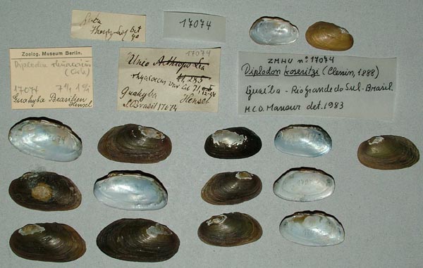 specimen