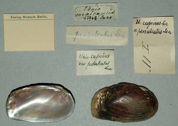 specimen