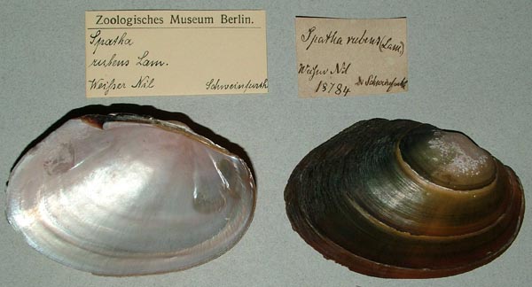 specimen
