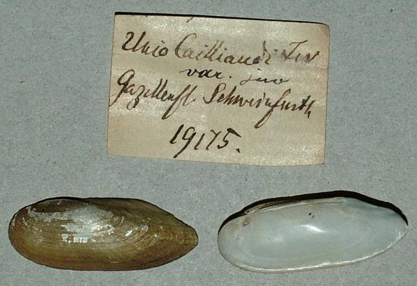 specimen