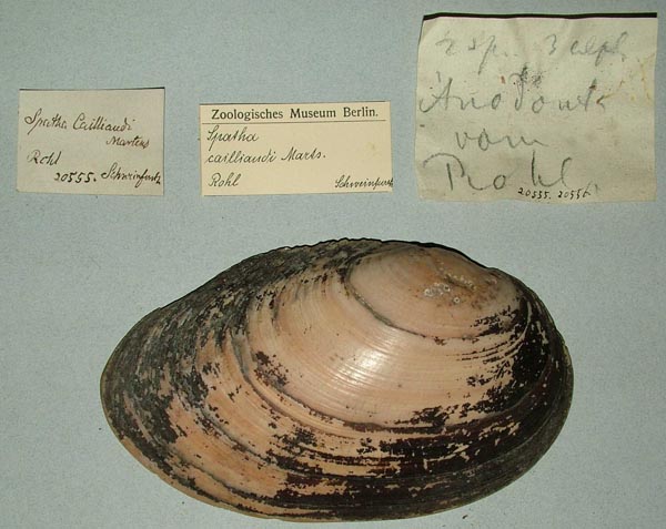 specimen