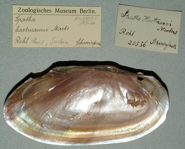 specimen