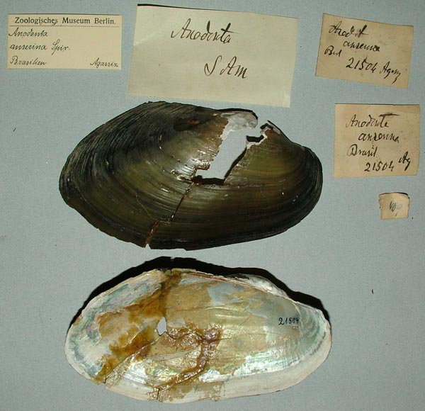 specimen