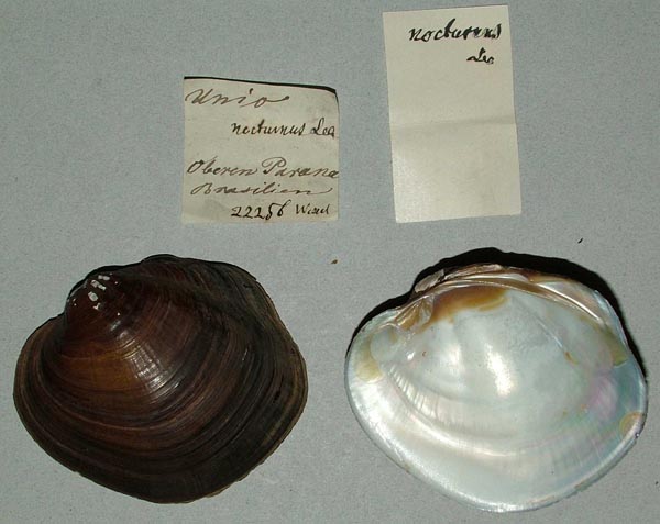 image of lot ZMB_22256 image of lot ZMB_22256