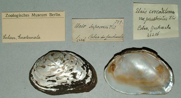 specimen