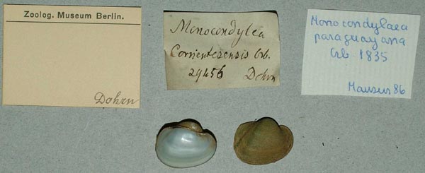 specimen