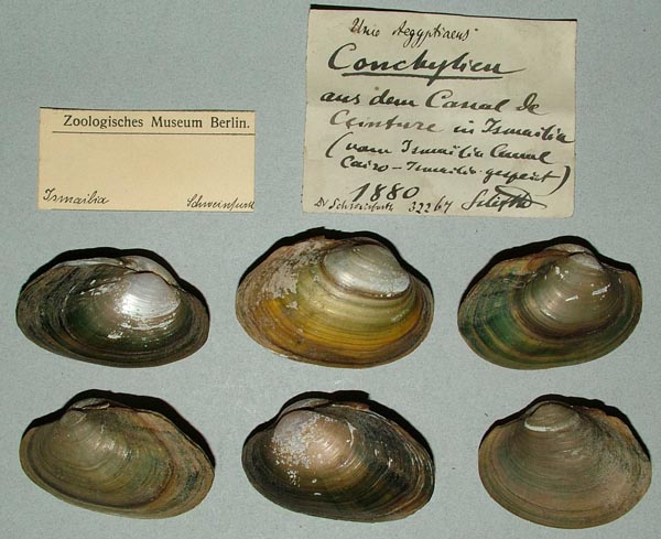 specimen