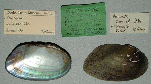 specimen