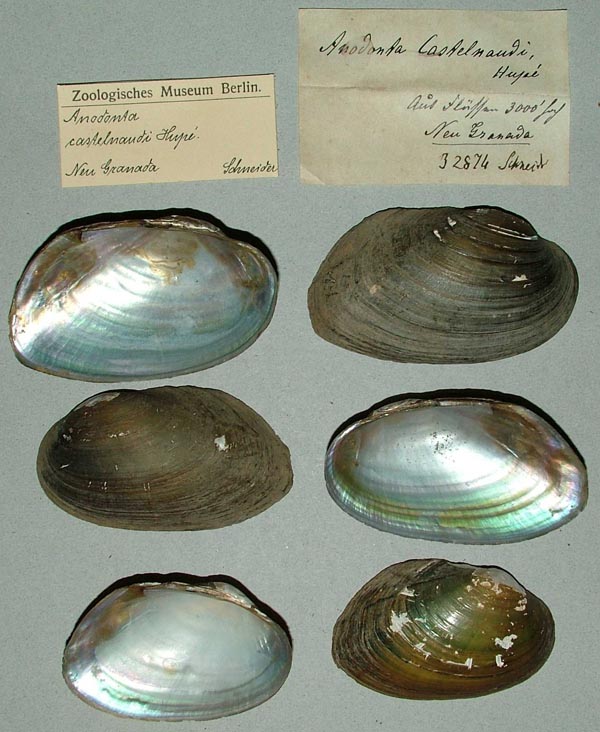 specimen
