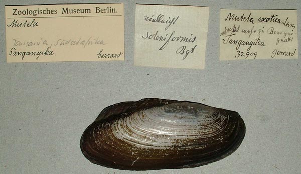 specimen
