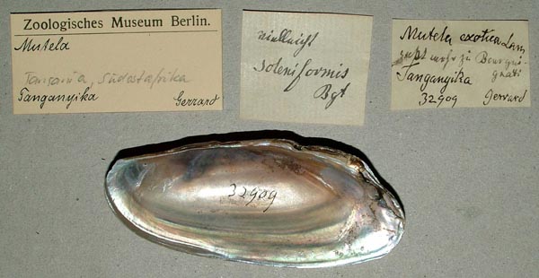 specimen
