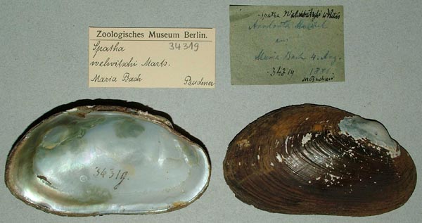 specimen