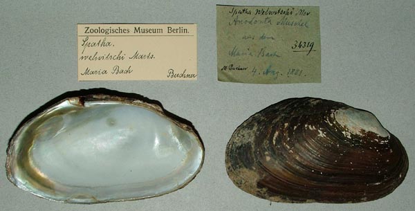 specimen