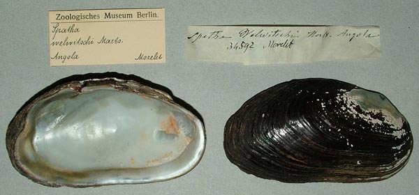 specimen