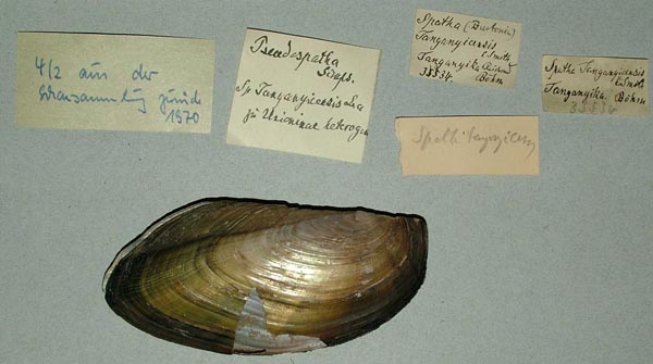 specimen