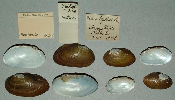 image of lot ZMB_35607 image of lot ZMB_35607