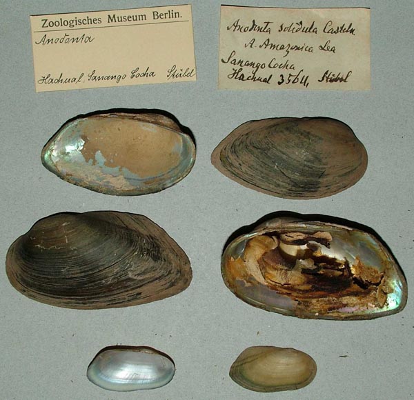 specimen