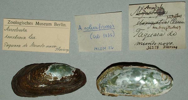 specimen