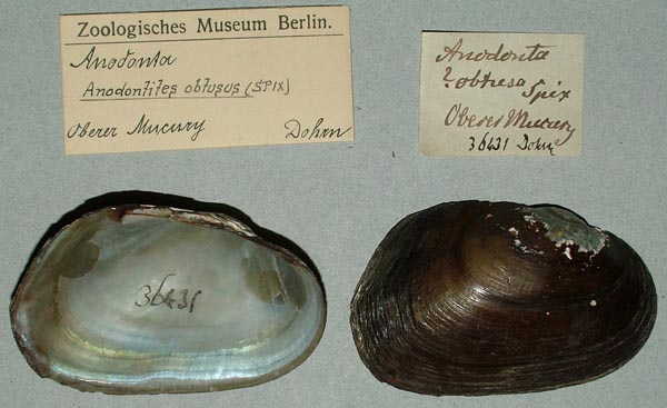 image of lot ZMB_36431 image of lot ZMB_36431