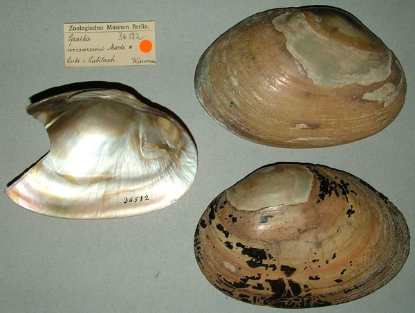 specimen