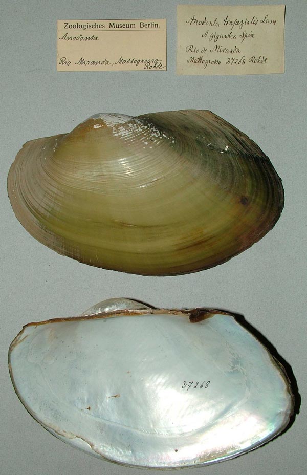 specimen