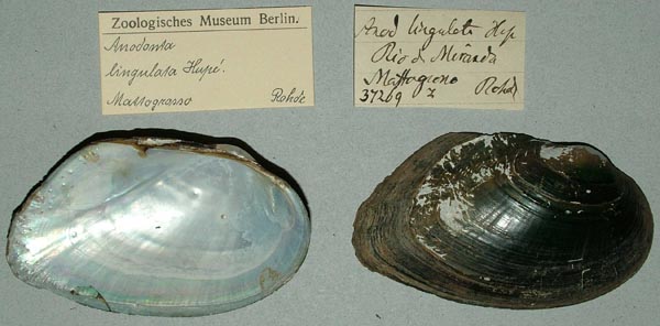 specimen
