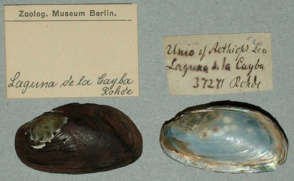 specimen
