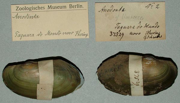 specimen