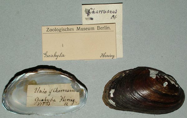 specimen