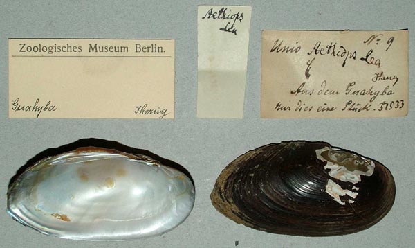 specimen