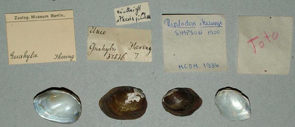 specimen