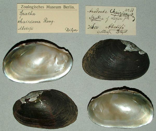 specimen