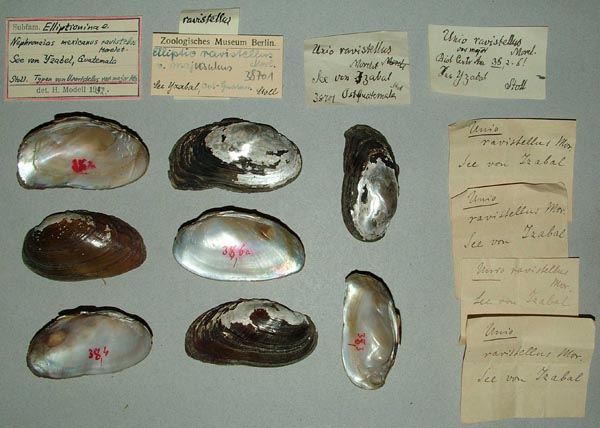 specimen