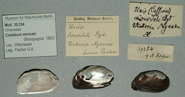 specimen
